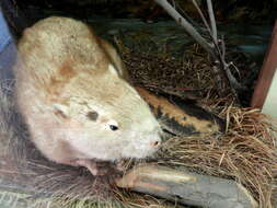 Image of beavers