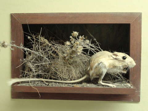 Image of kangaroo rats, pocket mice, and relatives