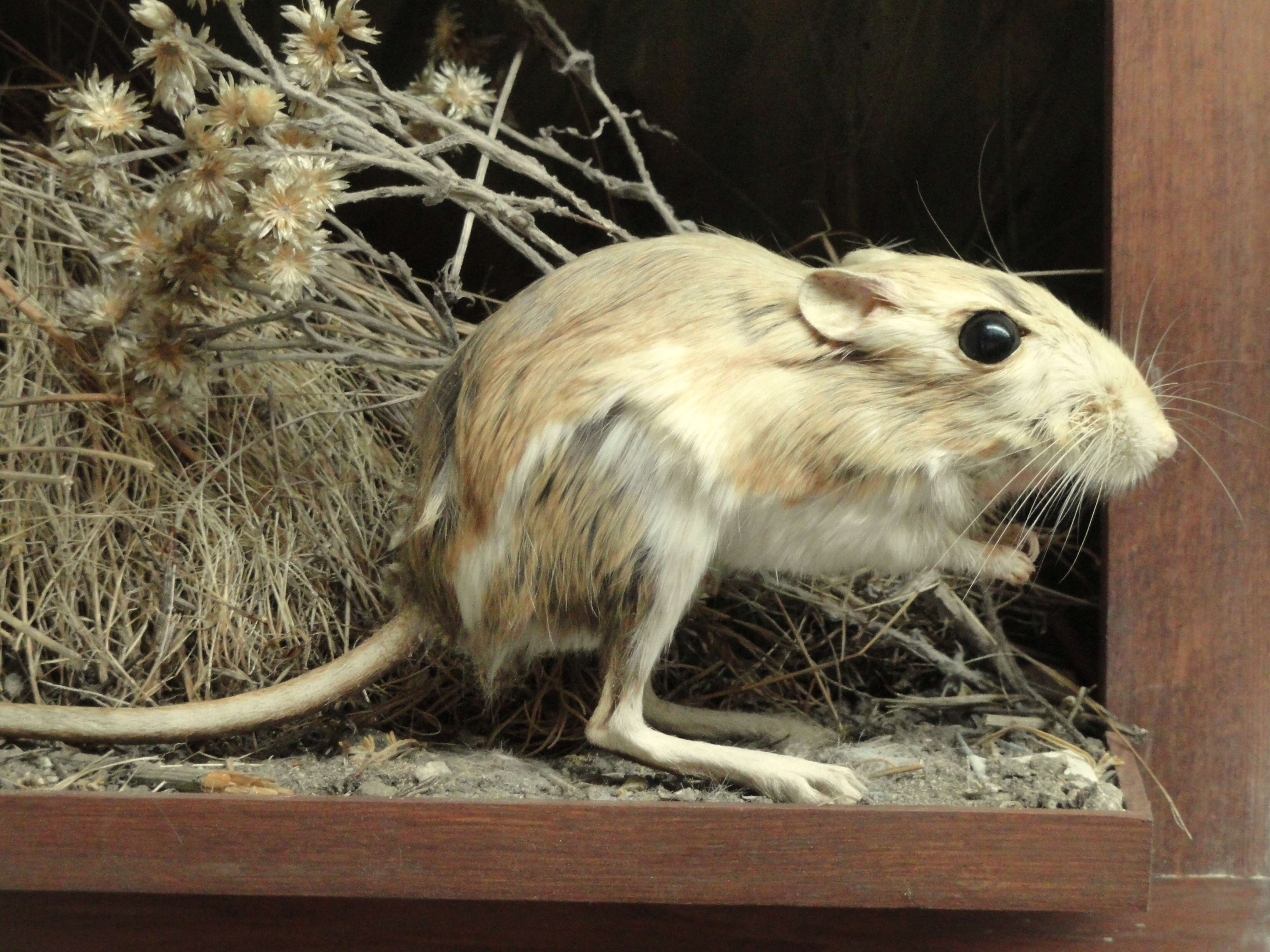 Image of Narrow-faced Kangaroo Rat