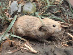 Image of lemmings and voles