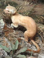 Image of Long-tailed Weasel