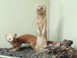 Image of Long-tailed Weasel