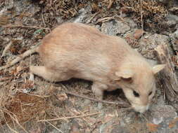 Image of Dusky-footed Woodrat