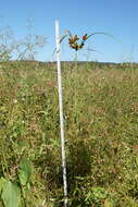 Image of Cyperus glomeratus L.