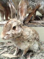 Image of Audubon's Cottontail