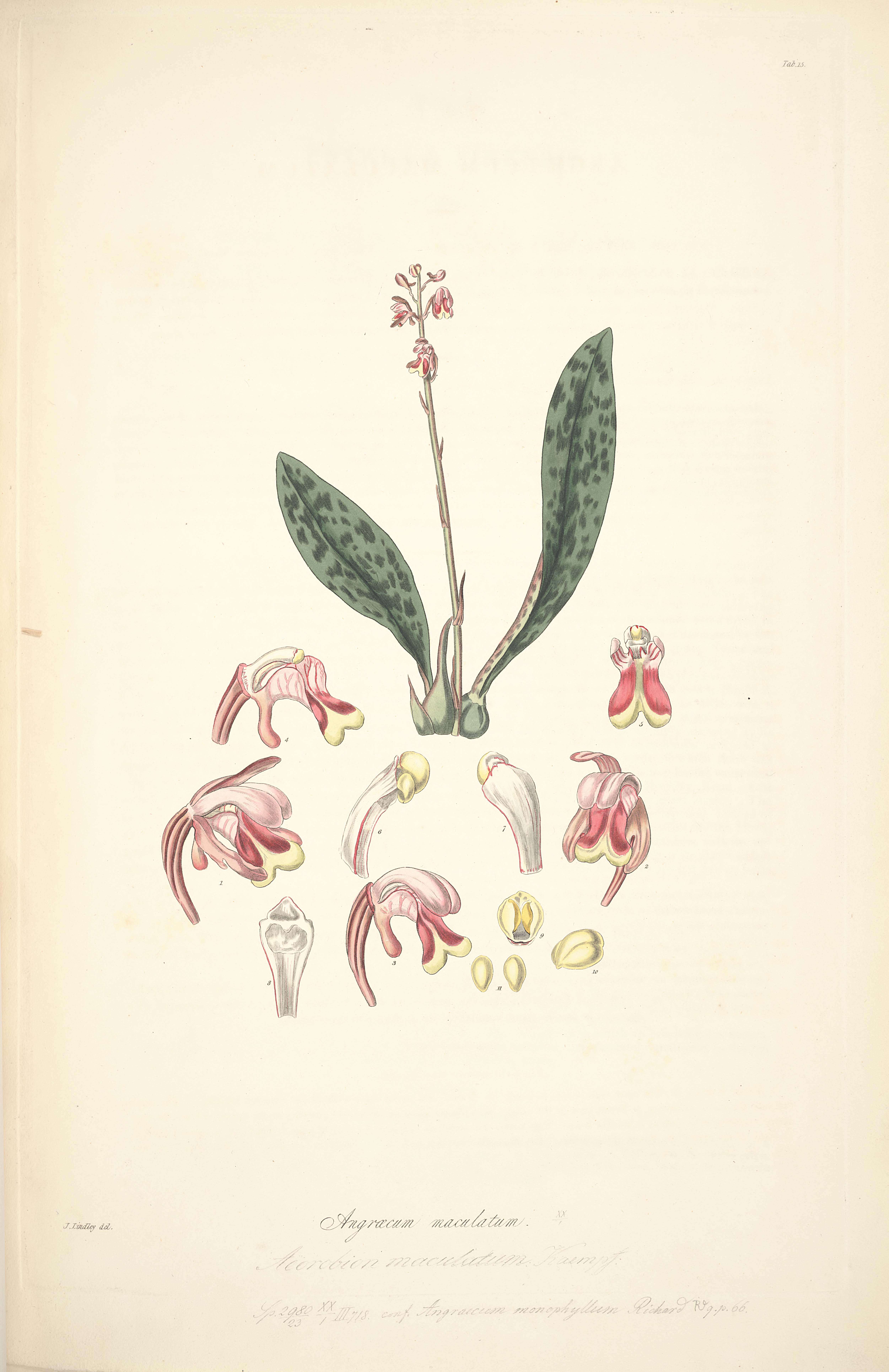 Image of Monk orchid