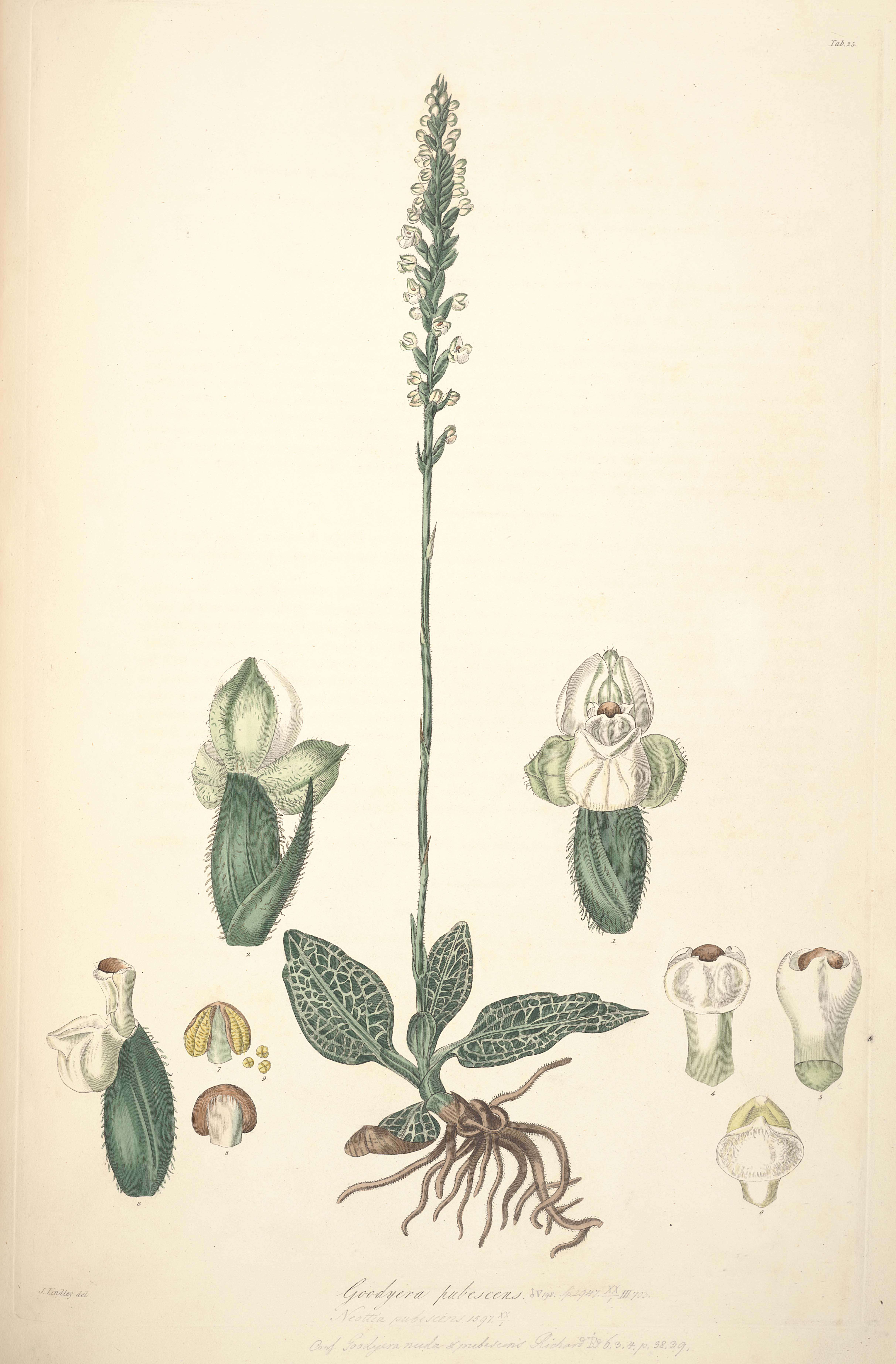 Image of downy rattlesnake plantain