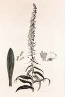 Imagem de Digitalis lutea L.