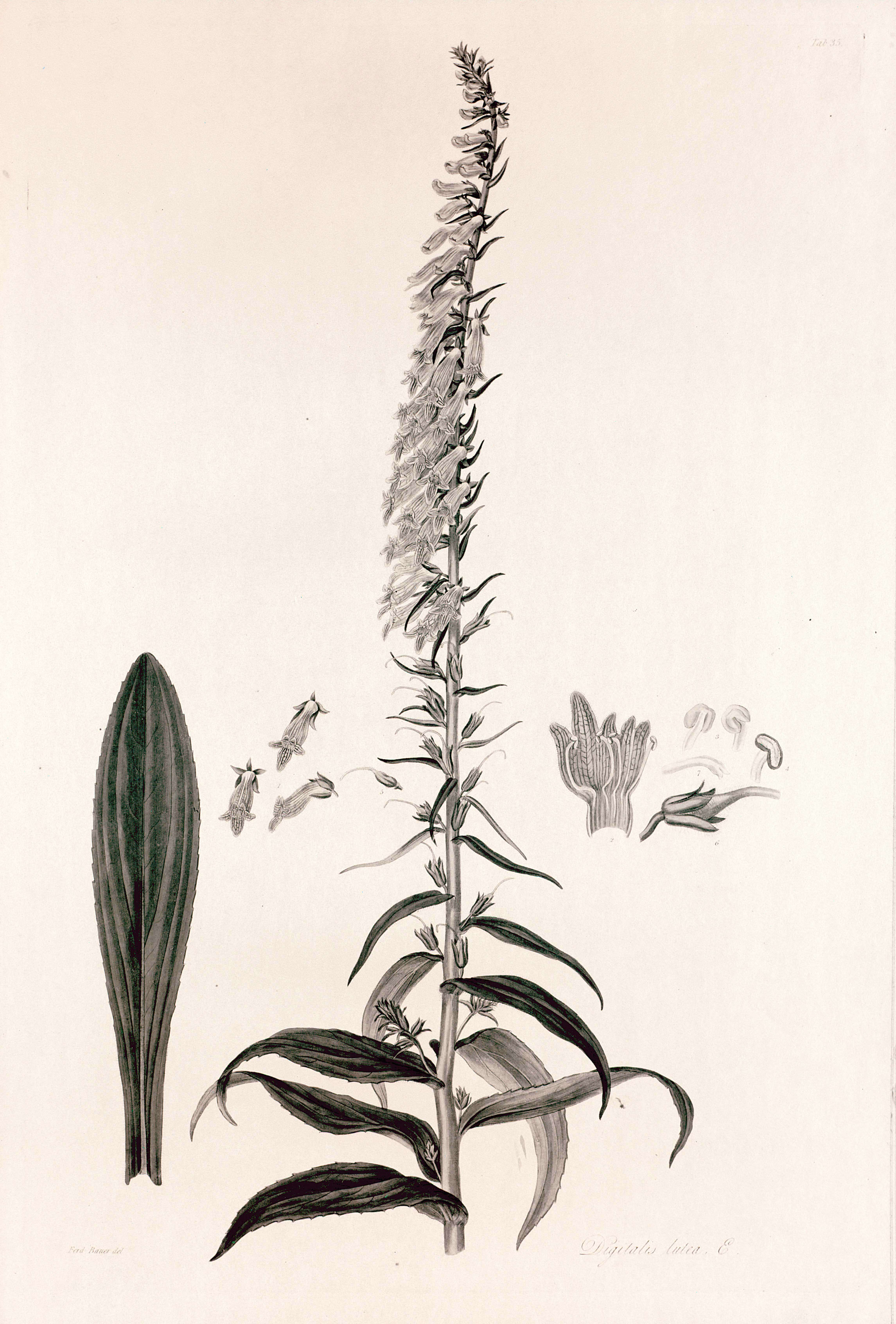 Imagem de Digitalis lutea L.