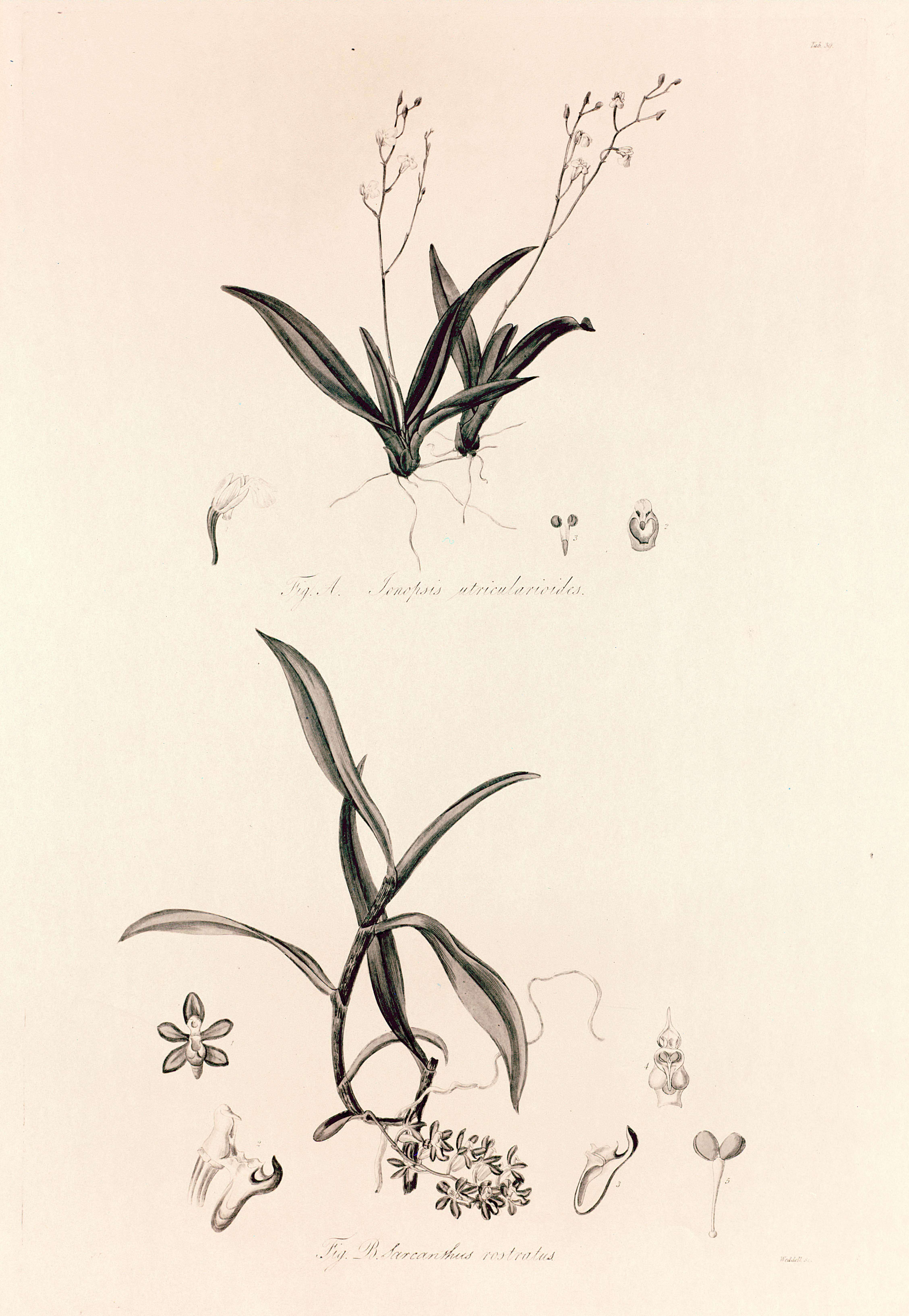 صورة Ionopsis utricularioides (Sw.) Lindl.
