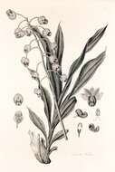 Image of catasetum