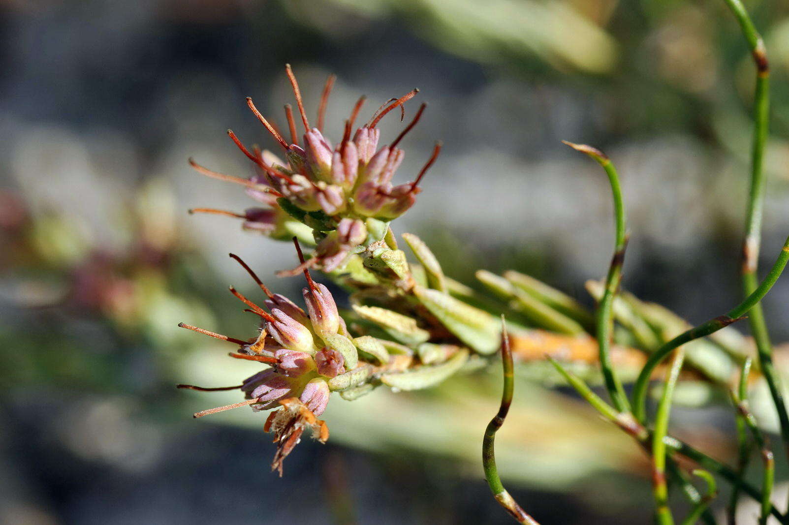 Image of Macrostylis villosa subsp. villosa