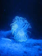 Image of fireworks anemone