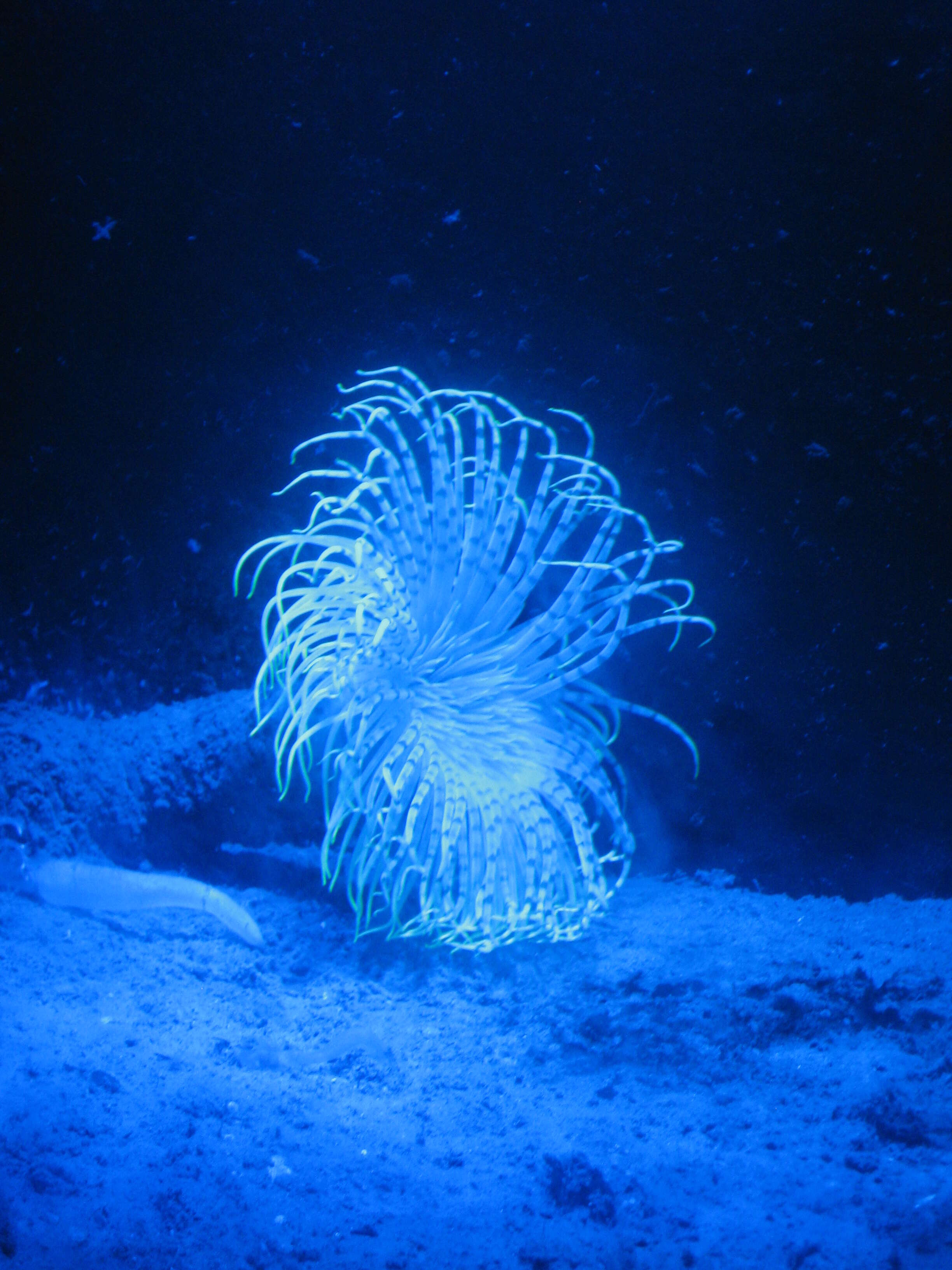 Image of fireworks anemone