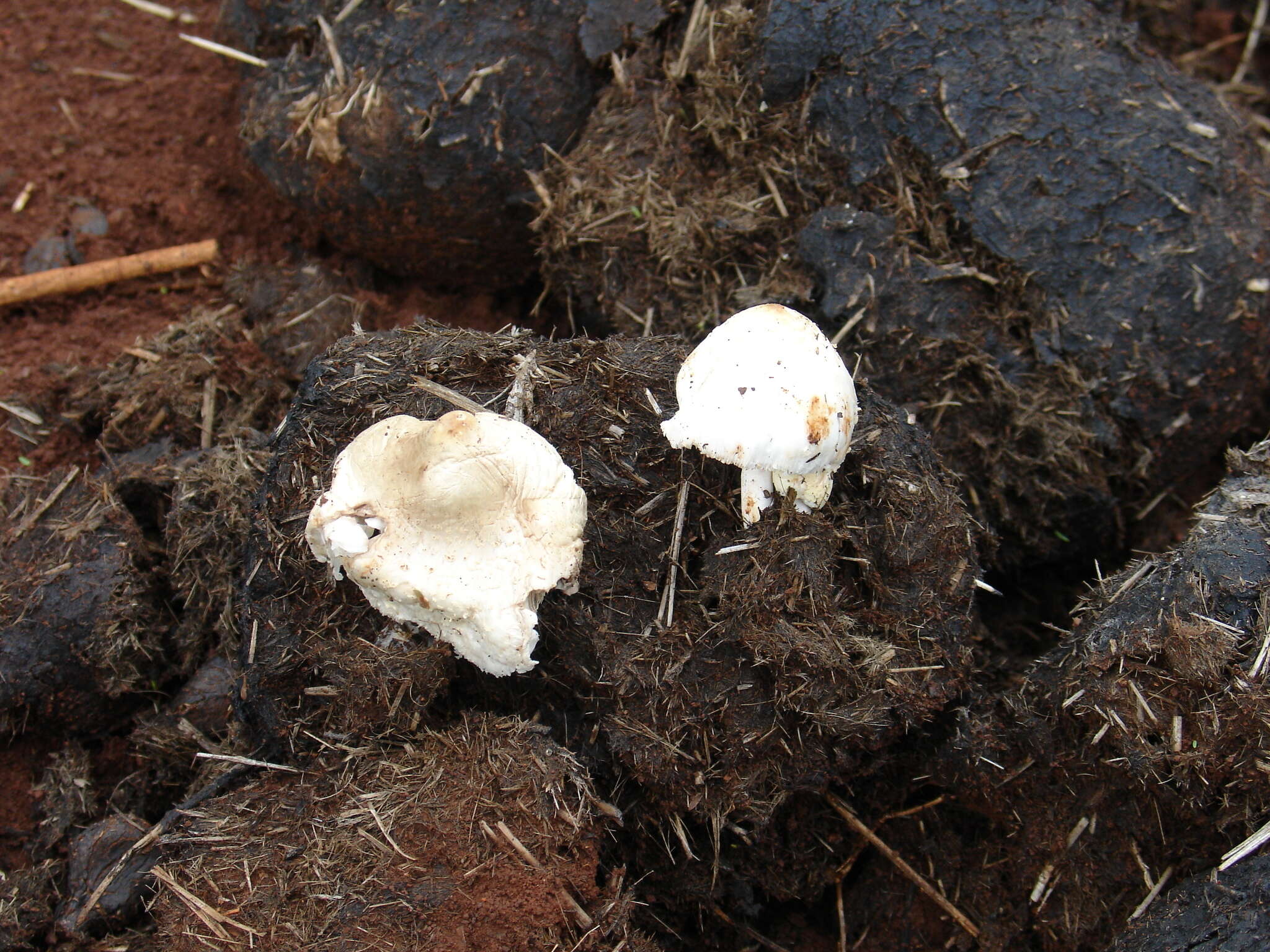 Image of Leucoagaricus bisporus Heinem. 1973