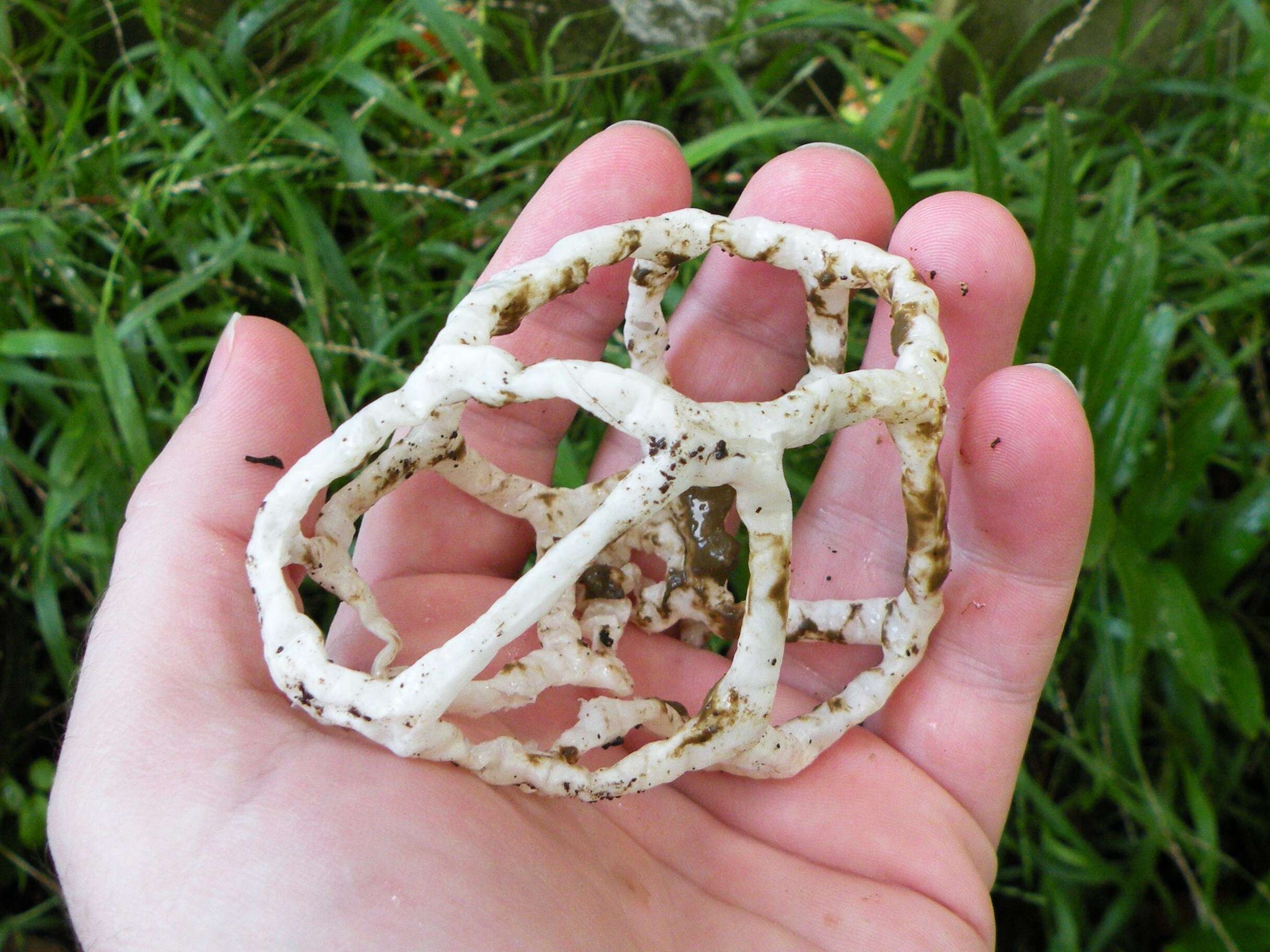 Image of Basket fungus