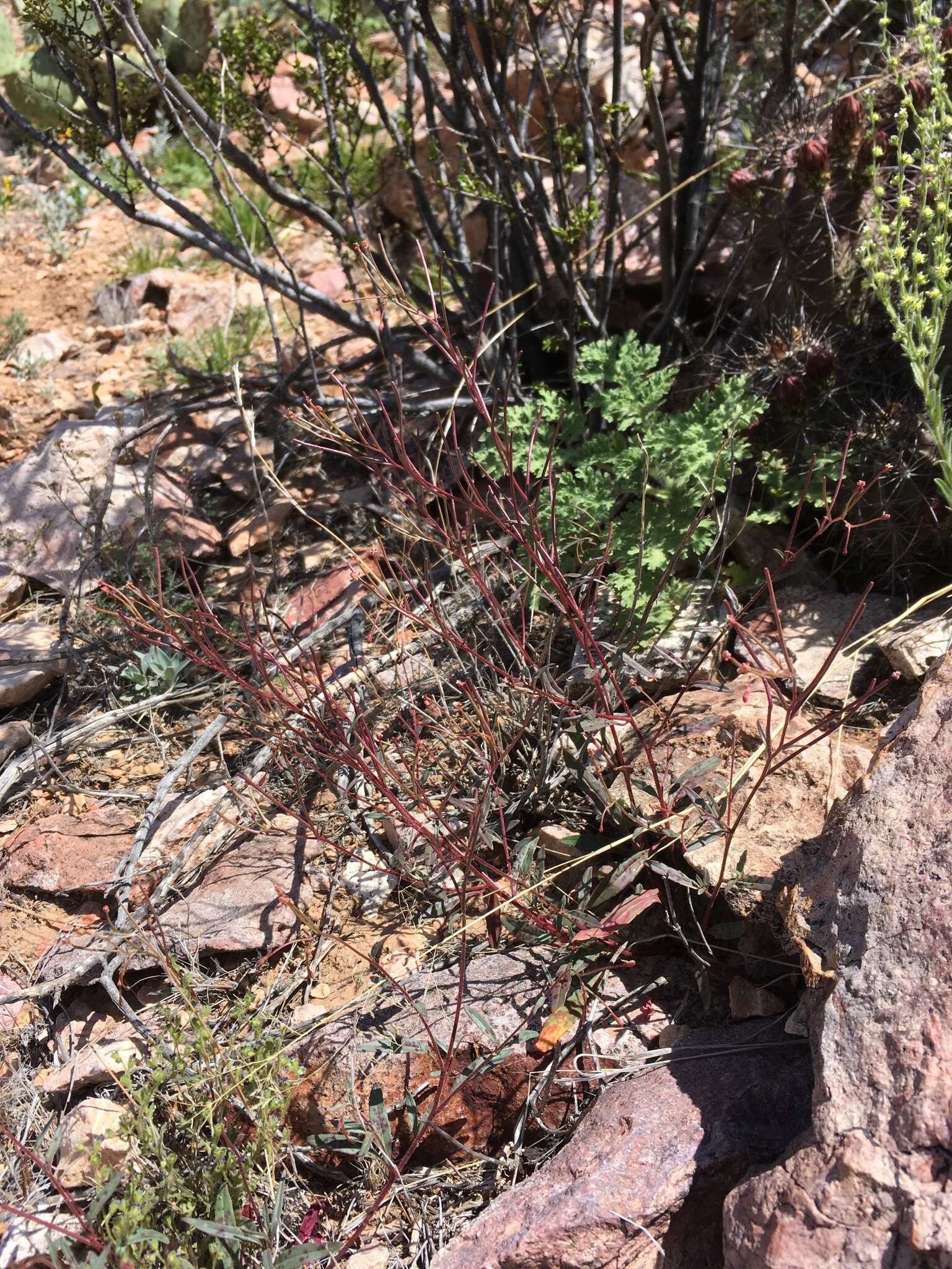 Eremothera chamaenerioides (A. Gray) W. L. Wagner & Hoch的圖片