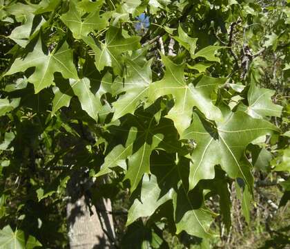 Imagem de Brachychiton australis (Schott & Endl.) Terracino