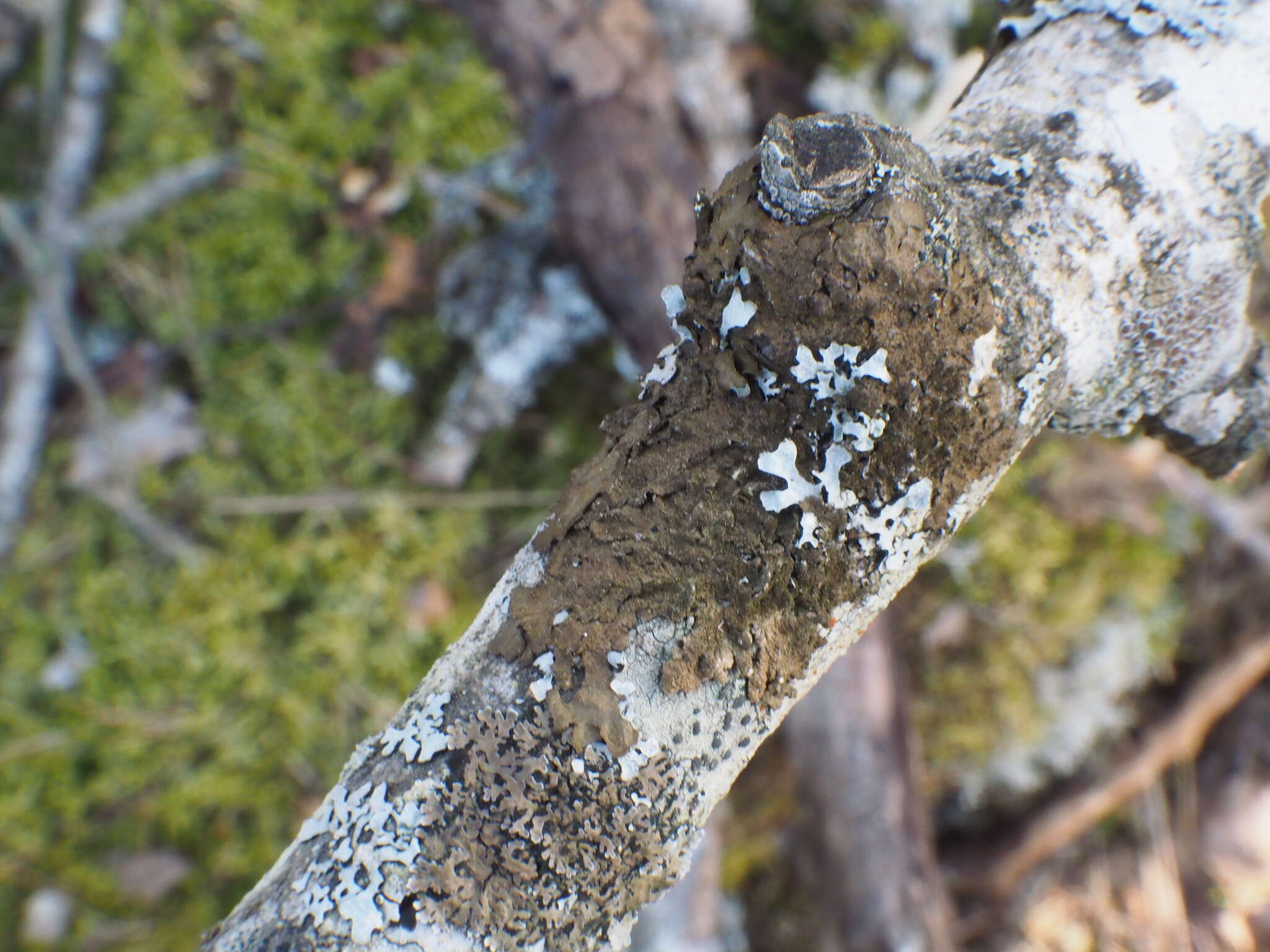 Image de Melanelixia fuliginosa subsp. glabratula (Lamy) J. R. Laundon