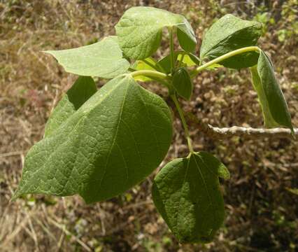 Image of Gyrocarpus americanus Jacq.