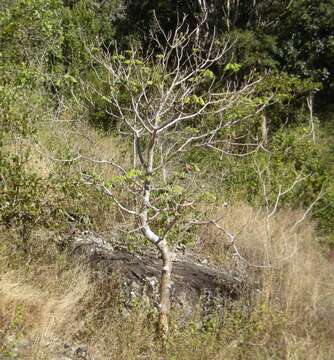 Image of Gyrocarpus americanus Jacq.