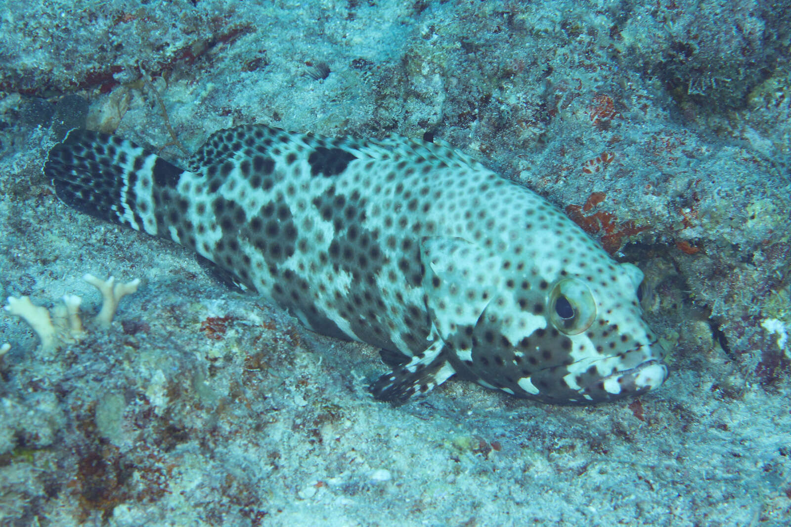 Image of Blacksaddle grouper