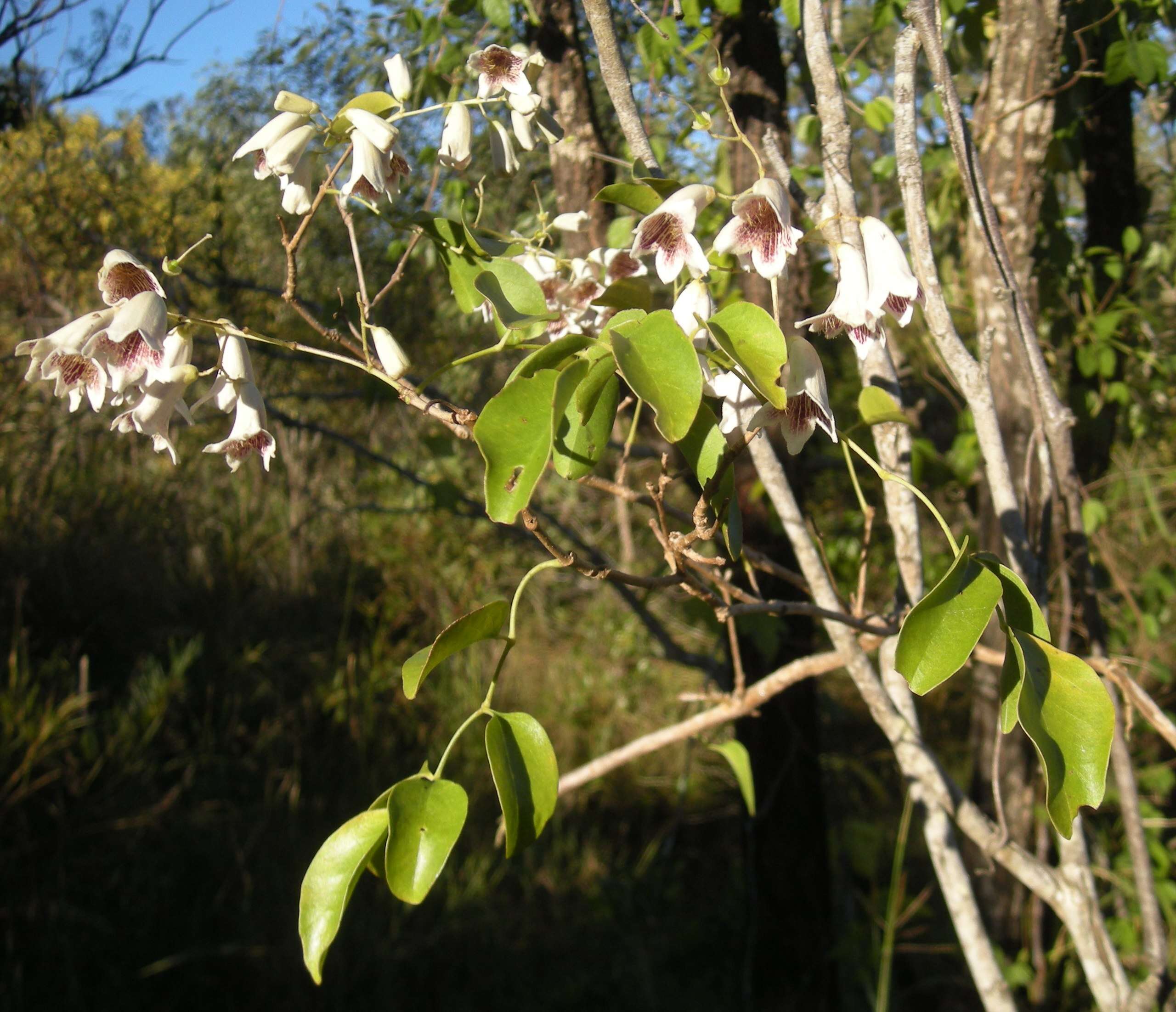 Imagem de Pandorea pandorana (Andr.) Steenis