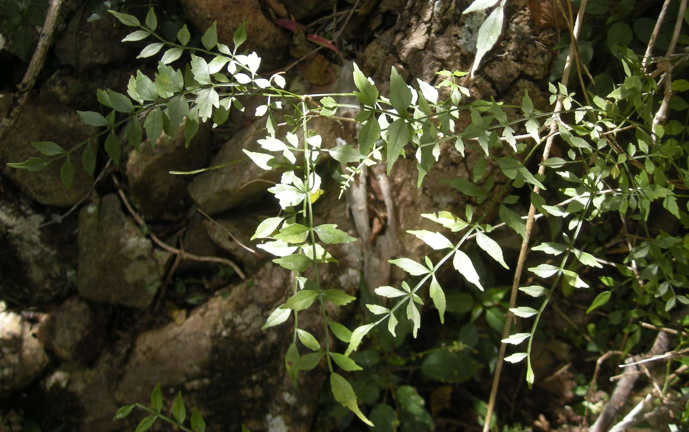 Image of Inland Wonga Vine