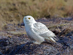 Imagem de Bubo scandiacus (Linnaeus 1758)