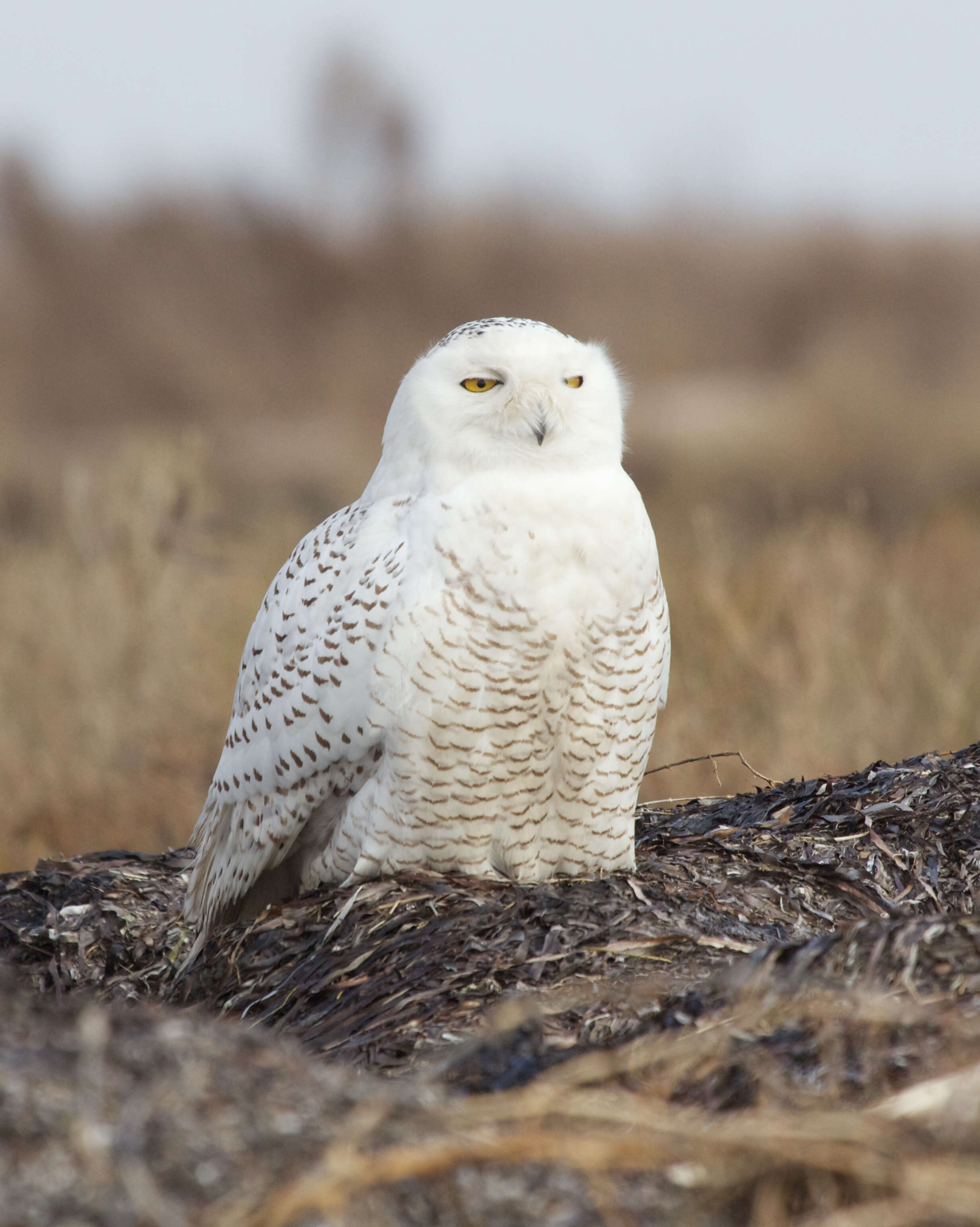 Imagem de Bubo scandiacus (Linnaeus 1758)