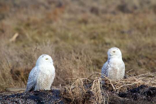 Imagem de Bubo scandiacus (Linnaeus 1758)