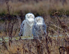 Imagem de Bubo scandiacus (Linnaeus 1758)