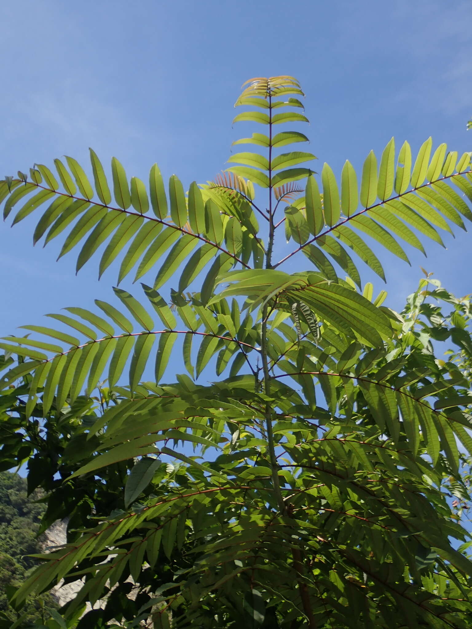 Слика од Zanthoxylum ailanthoides Siebold & Zucc.