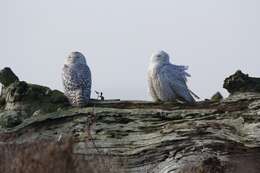 Imagem de Bubo scandiacus (Linnaeus 1758)