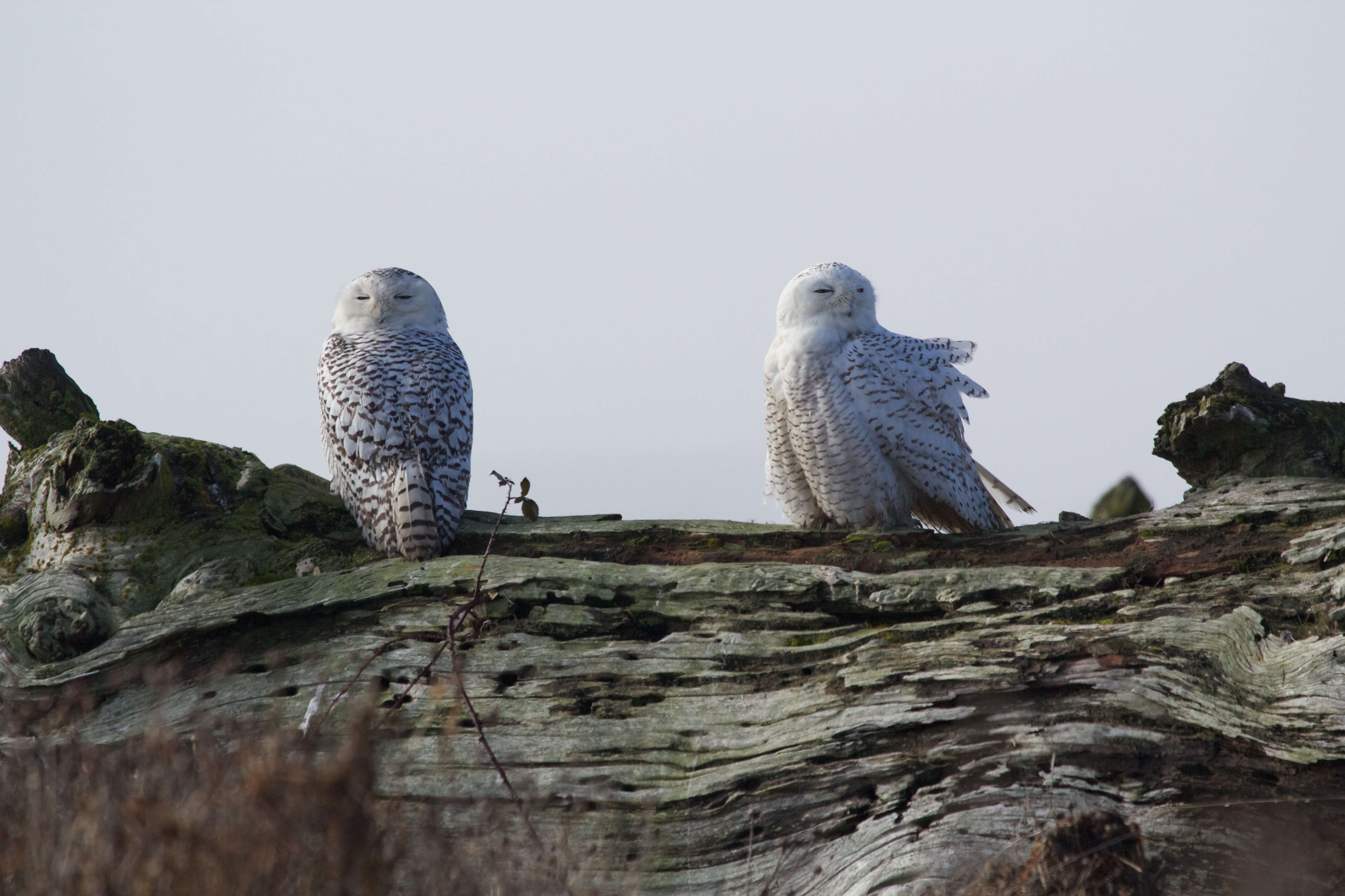 Imagem de Bubo scandiacus (Linnaeus 1758)