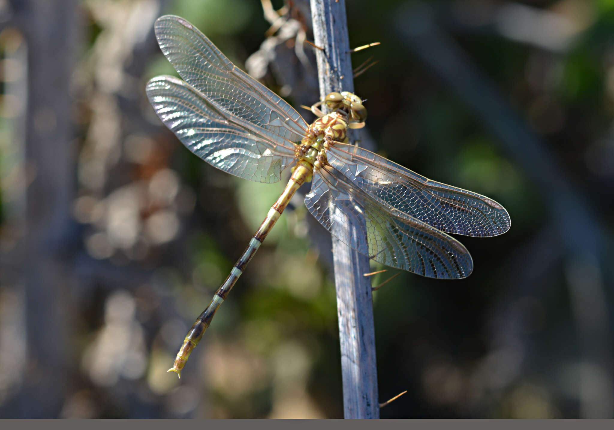 صورة Antipodogomphus proselythus (Martin 1901)