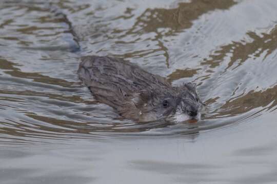 Image of muskrat