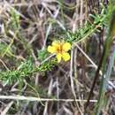 Plancia ëd Hypericum tenuifolium Pursh