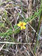 Image of Atlantic St. John's-Wort