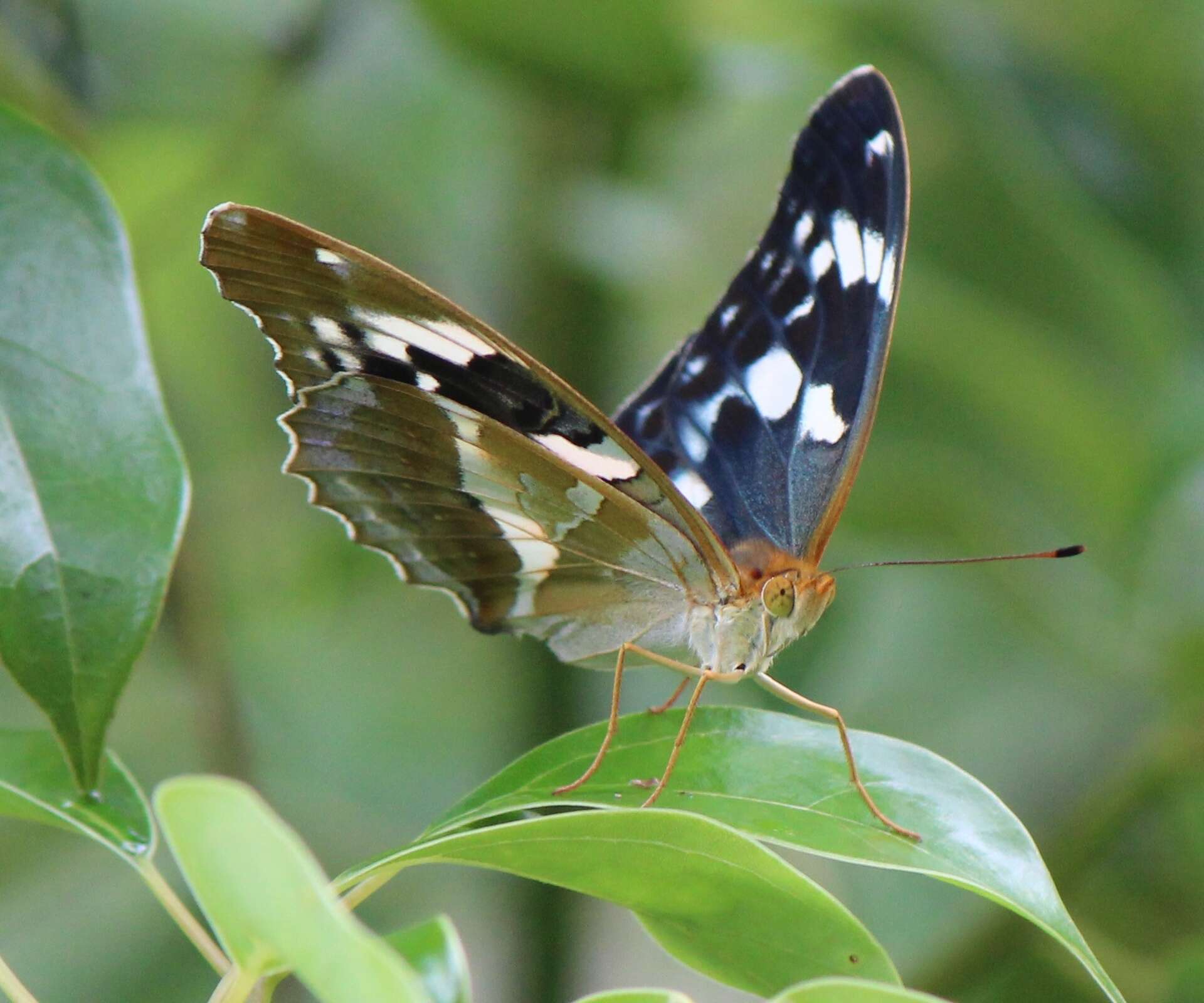 Image of Argynnis sagana