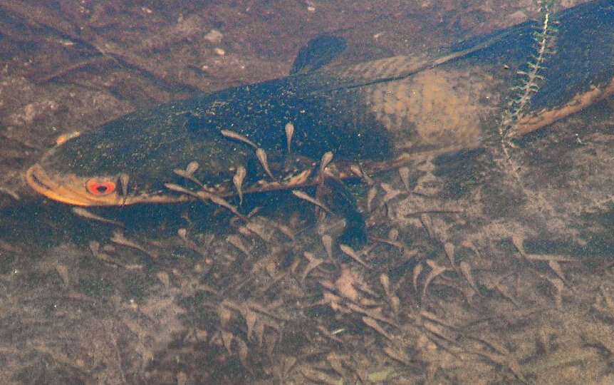 Image of Bullseye snakehead