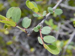 Plancia ëd Euphorbia magdalenae Benth.