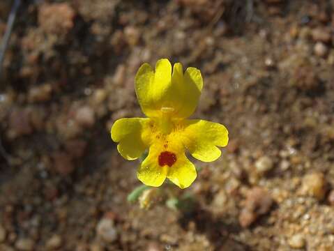 Image of Carson Valley monkeyflower