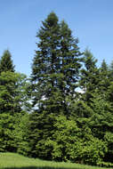 Image of Silver Fir