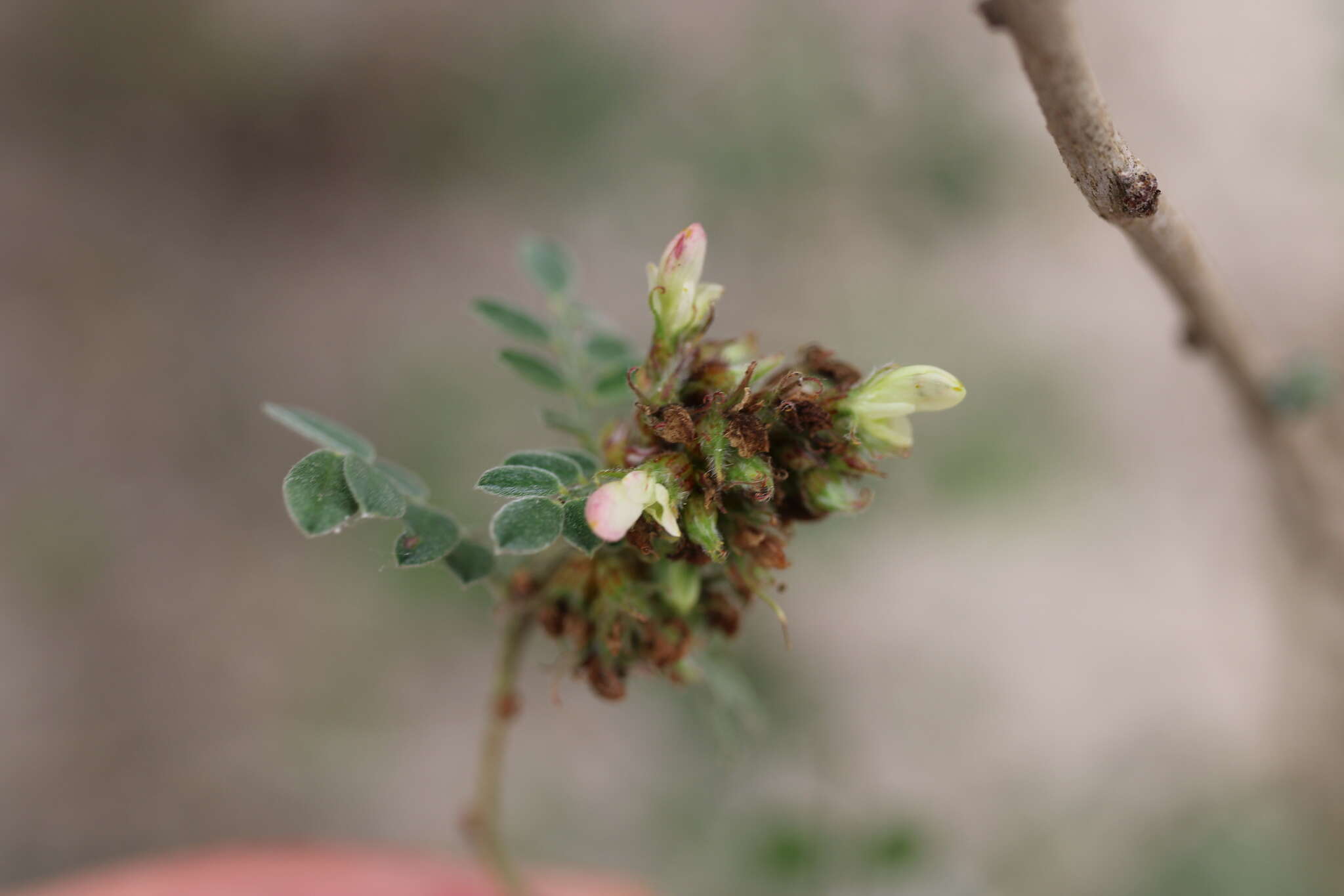 Слика од Dalea scandens (Mill.) R. T. Clausen