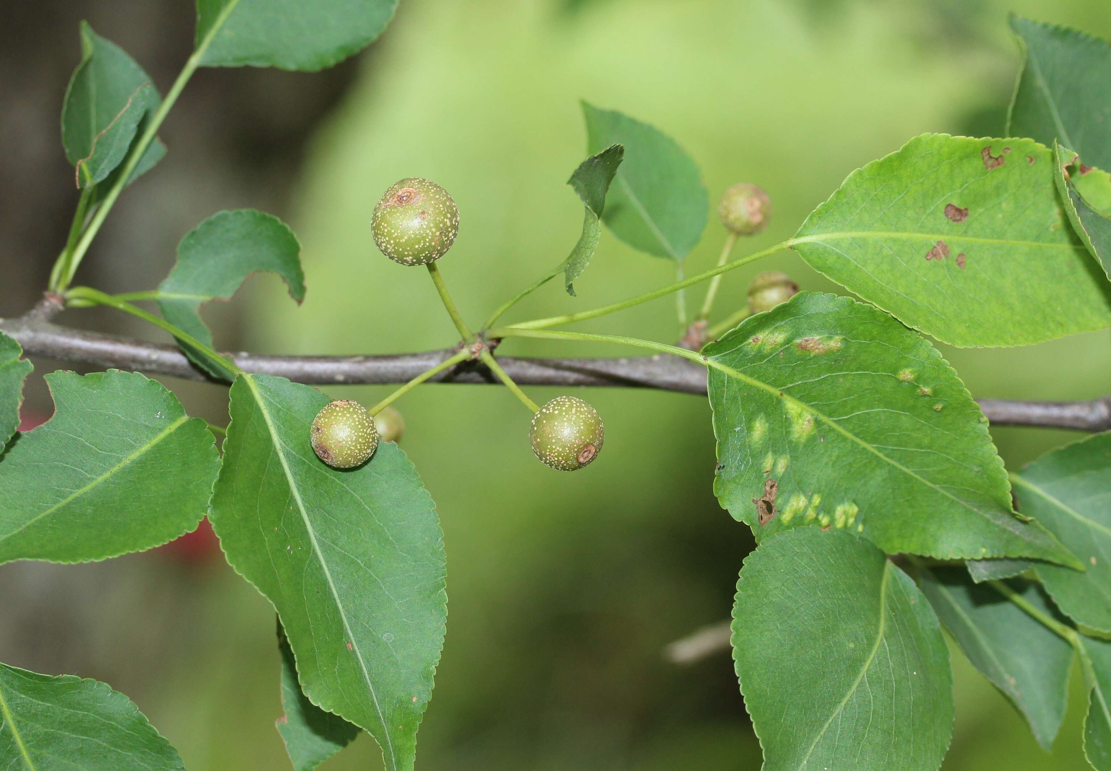 Plancia ëd Pyrus calleryana Decne.