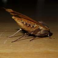 Image of Large Yellow Underwing