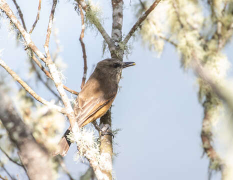 Myiotheretes pernix (Bangs 1899)的圖片