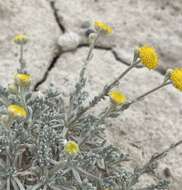 Plancia ëd Artemisia potentilloides var. nitrophila (Cronquist) C. R. Hobbs & B. G. Baldwin