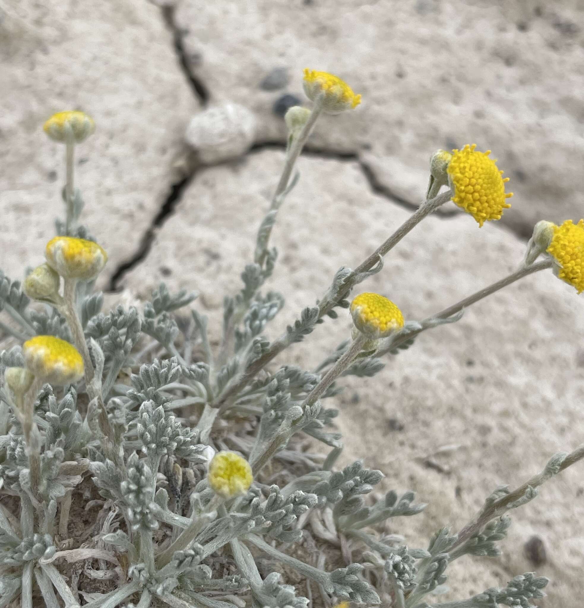 Image of Artemisia potentilloides var. nitrophila (Cronquist) C. R. Hobbs & B. G. Baldwin